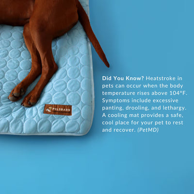 Corvae Pet Cooling Blanket
